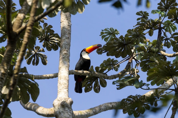 ブラジル、フォスドイグアスの自然のオオハシ鳥