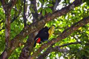 Photo toucan bird wild yellow-throated ramphastos ambiguus costa rica jacotropical rainforest