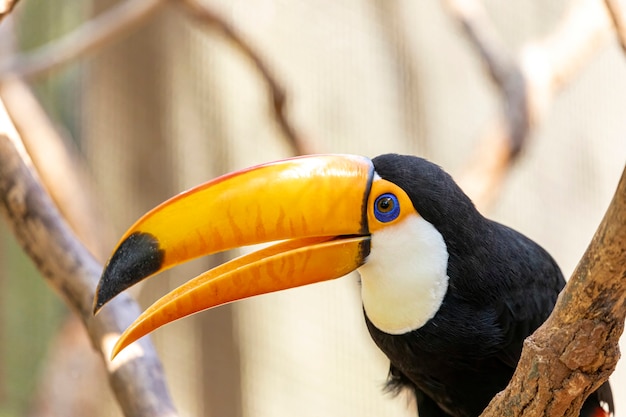 Toucan on the branch. Bird park in Brazil.