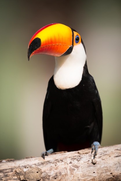 Toucan die op een tak zit