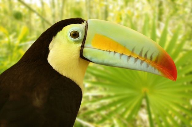 Foto toucan kee fatturato tamphastos sulfuratus nella giungla