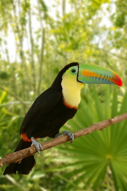 Toucan kee billed Tamphastos sulfuratus jungle