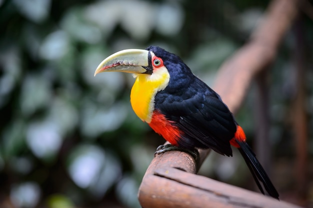 オオハシ、国立公園イグアス、ブラジル