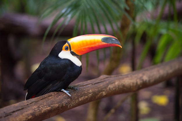 オオハシ、国立公園イグアス、ブラジル