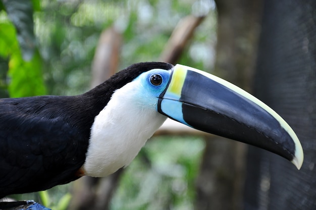 toucan in natural landscape