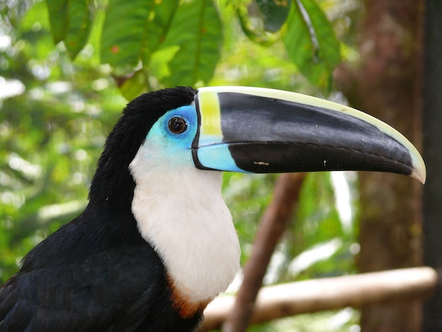 toucan in natural landscape