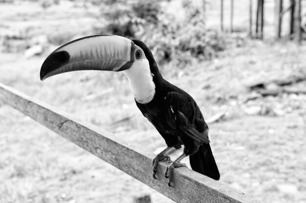 Toucan Ramphastos toco with orange beak sitting on wooden stick sunny day outdoor