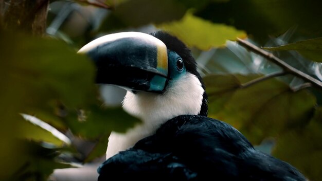 The toucan toco male bird