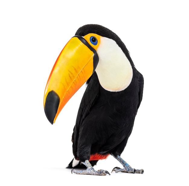 Toucan toco ramphastos toco geïsoleerd op wit