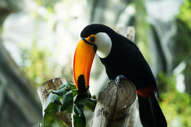 Toucan zit op een boomtak