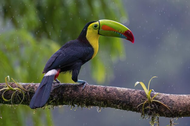 Toucans Birds Closeup photo