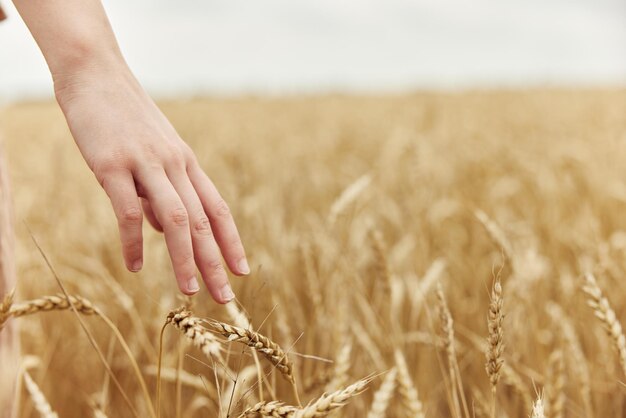 Touching golden wheat field countryside industry cultivation sunny day