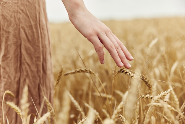 Прикоснувшись к золотому пшеничному полю, фермер коснулся созревания колосьев пшеницы в солнечный день раннего лета.
