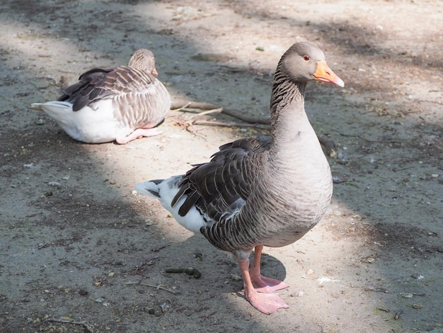 トゥールーズ・グース 科学名 アンサー・アンサー 鳥 動物