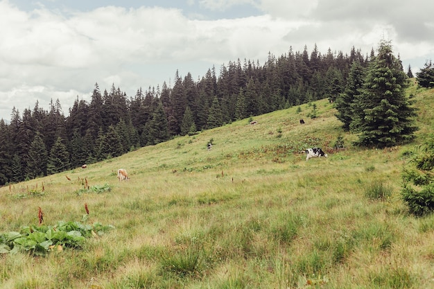 観光、山、ライフスタイル、自然、動物の概念-牛と山の牧草地。山の血。牛と山の夏の風景。暖かい夏の夜。