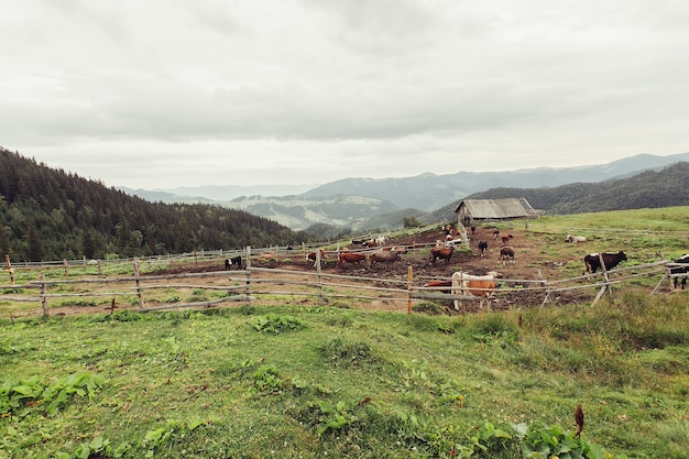 Tourism, mountains, lifestyle, nature, animals concept - Mountain pasture with cows. The blood in the mountains. Summer landscape in the mountains with a cow. Warm summer evening.