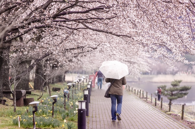 Foto turismo che cammina su cherry blossom path sul lago kawaguchi