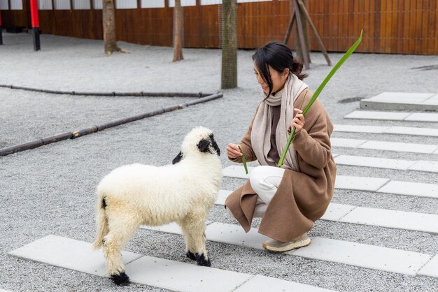 Tourist feeding sheep on a farm