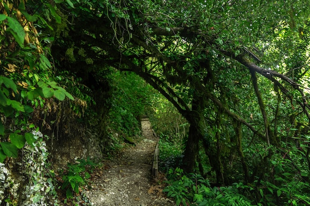 Tourist path in green forest, subtropical wood. Yew-boxwood grove, Sochi National Park, Krasnodar Territory, Russia