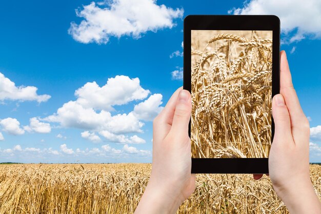 Tourist photographs ears of ripe wheat on field