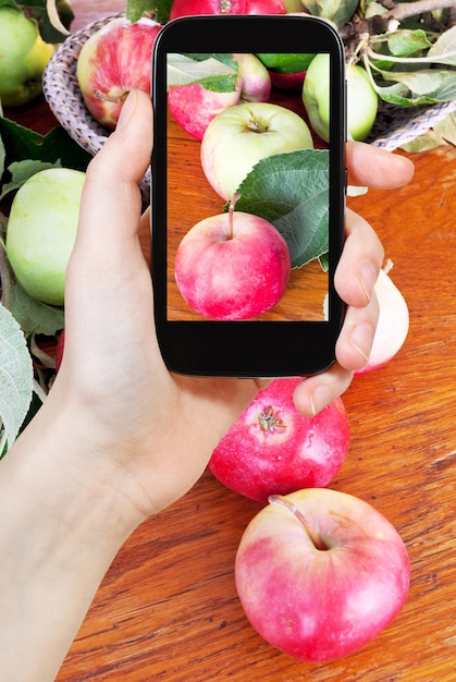 Tourist photographs of fresh summer apples