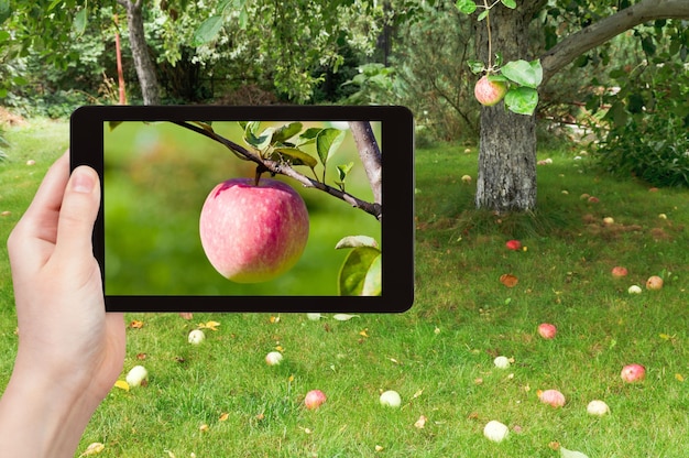 Tourist photographs of ripe pink apple