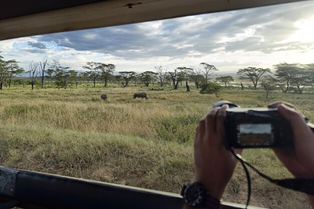 Foto turisti fotografano un leopardo selvatico durante un safari in kenya e tanzania