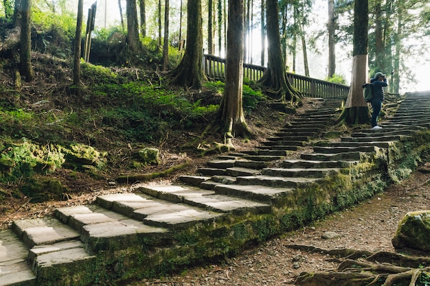 石の階段の上に立って、苔で杉の木の景色を撮影する観光客