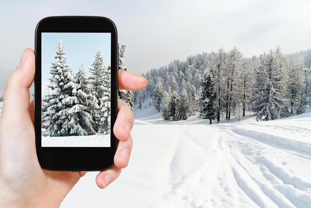 雪に覆われたモミの木の写真を撮る観光客