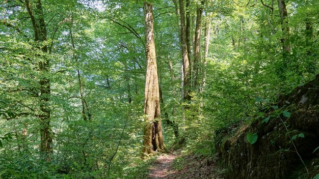 Tourist trail in yew-boxwood grove in Sochi