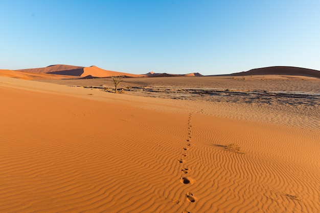 Tourist walking in the majestic Namib desert, Sossusvlei