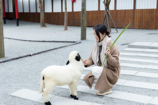 Tourist woman feeding sheep on a farm