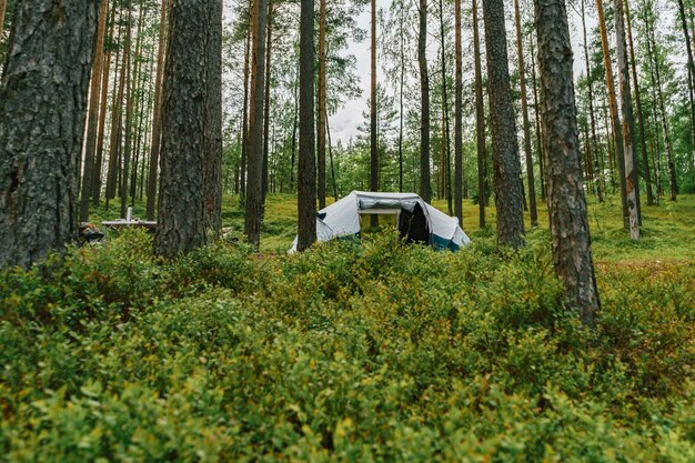 Touristic tent in forest Family camping concept