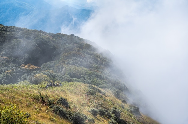 Tourists are hiking through the mist in mountains at Kew Mae Pan, Doi Inthanon National Park, Chiang mai.