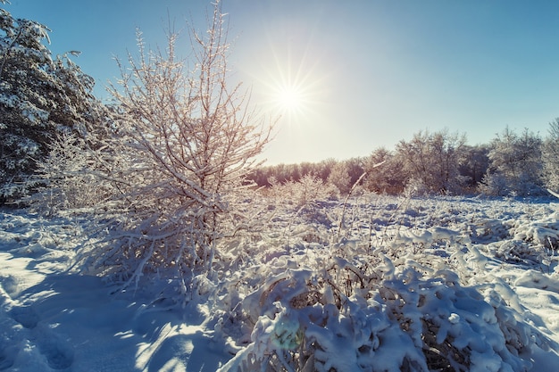 Tourists are walking in the winter forest