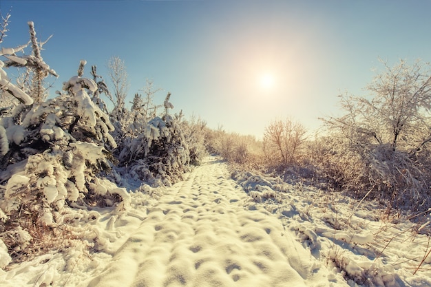 Tourists are walking in the winter forest