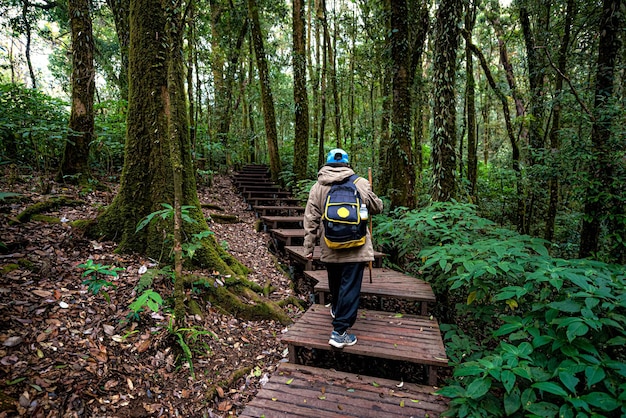 観光名所である森の中の自然遊歩道をバックパックを背負って歩く観光客