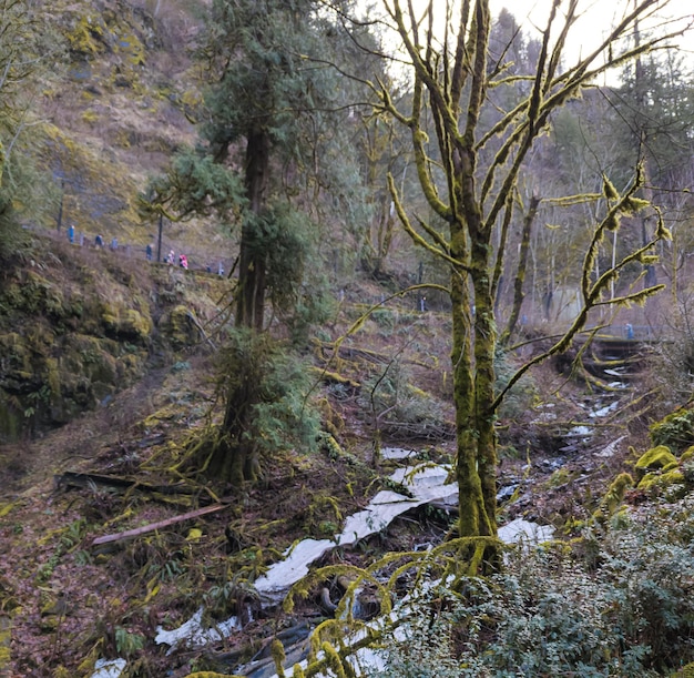 Photo tourists in the mountains climb to multnomah falls in oregon in the usa