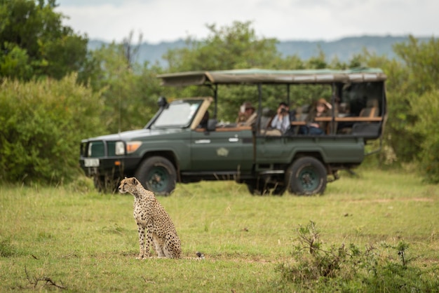 Photo tourists in truck watch cheetah on grass