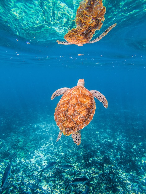 Tourtle под водой