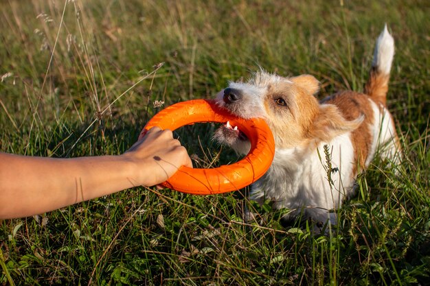 Touwtje oranje speelgoedringen met Jack Russell Terrier.