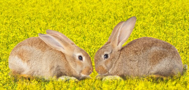 Photo tow cute rabbits in love