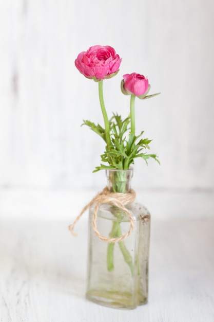 Tow pink ranunculus