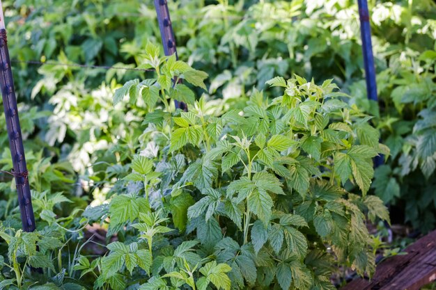 Tow of raspberry plants in urban garden.