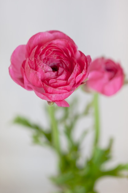 Tow roze ranunculus