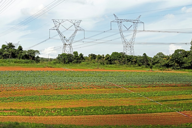 Torre di trasmissione dell'energia nella zona di orticoltura