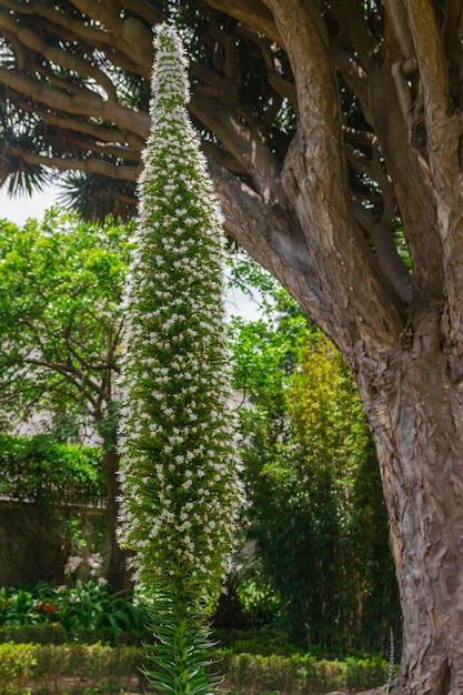 Photo tower of jewels flower