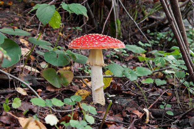 Toxic Amanita in forest Concept of picking mushrooms