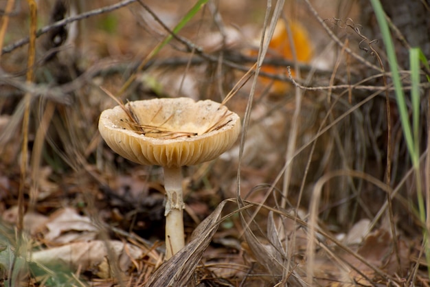 Toxic mushroom Amanita or Fly Agaric Fungi on the Forest floor in tall green grass. Vertical natural autumnal background.