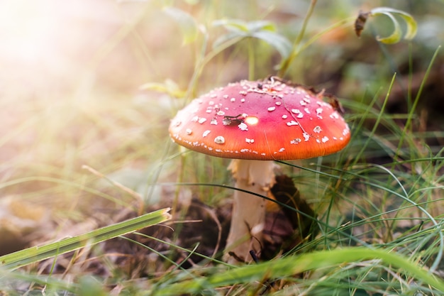 Токсичный гриб Мухомор в траве. Красный ядовитый гриб Amanita Muscaria в естественной среде обитания. Фото крупным планом